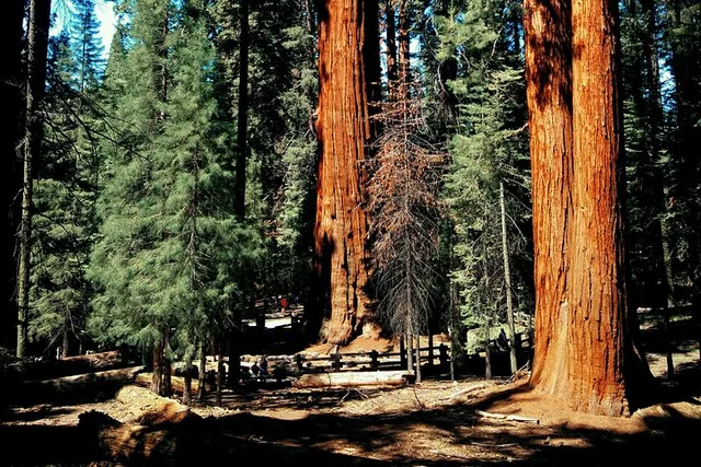 Sequoia Private Tour & Hike - Image 4