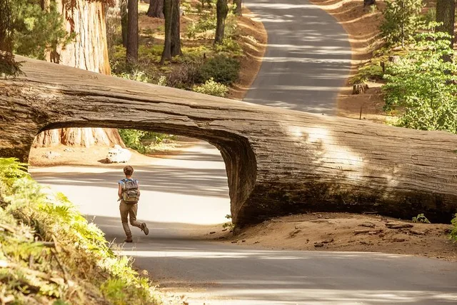 Sequoia National Park Tour from Wuksachi Lodge - Image 4