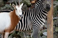 Memphis Zoo Entry Ticket thumbnail 5