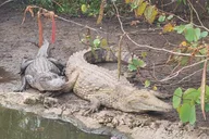 Miami Everglades Tour in French 4 hr thumbnail 5