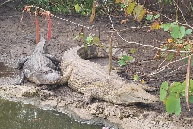 Miami Everglades Tour in French 4 hr - Image 5