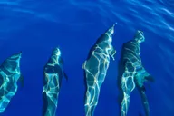 Oahu Dolphin Watching and Snorkel Safari thumbnail 6