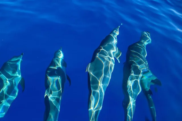 Oahu Dolphin Watching and Snorkel Safari - Image 6