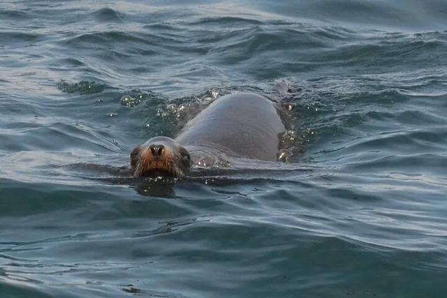 Mission Bay Nature Tour - Image 3