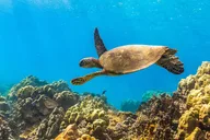 Maui Snorkel and Sunset Sail thumbnail 4