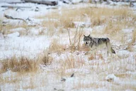 Yellowstone Winter Wolf Watching Safari thumbnail 5
