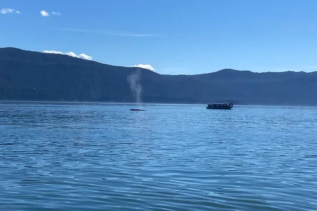 Juneau Mendenhall Glacier Whale Watching Tour - Image 6