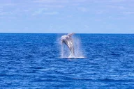 Honolulu Whale Watching Cruise with Snacks thumbnail 4