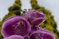 Ketchikan Photo Safari 3 hr thumbnail 3