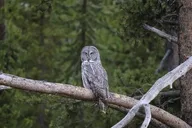 Yellowstone Elephant Back Naturalist Hike thumbnail 1