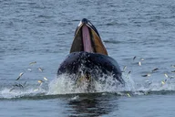 New York City Whale Watching Cruise thumbnail 4