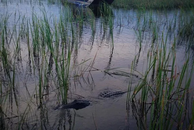 Florida Everglades Night Airboat Ride - Image 4
