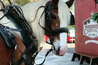 Charleston Historic Horse and Carriage Tour thumbnail 5