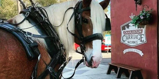 Charleston Historic Horse and Carriage Tour - Image 5
