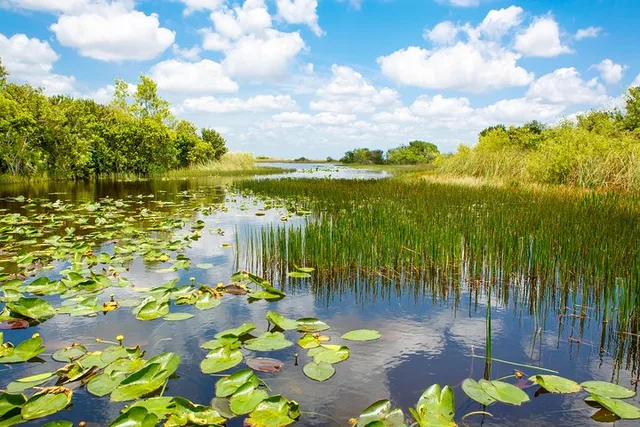 Miami Everglades Airboat & Bay Cruise Combo - Image 6