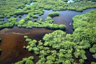 Everglades National Park Boat Tour 90 Min thumbnail 3