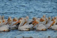 Marco Island 10,000 Islands Shelling Boat Tour 2 hr thumbnail 5