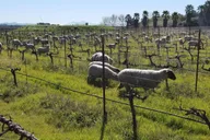 San Francisco Wine Tour to Napa & Sonoma 9 hr thumbnail 2