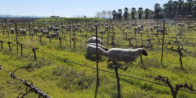 San Francisco Wine Tour to Napa & Sonoma 9 hr - Image 2
