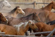 Jackson Hole Horseback Riding Adventure thumbnail 4