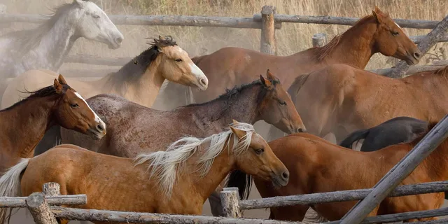 Jackson Hole Horseback Riding Adventure - Image 4