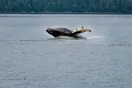Juneau Mendenhall Glacier Whale Watching Tour thumbnail 5