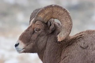 Jackson Hole Wildlife Safari