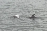 St Augustine Dolphin Tails & History Cruise thumbnail 4