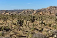 San Diego Joshua Tree National Park Day Trip thumbnail 4