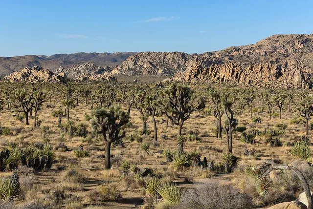 San Diego Joshua Tree National Park Day Trip - Image 4