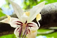 Maui Waterfall and Chocolate Tour thumbnail 4