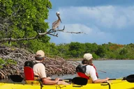Miami Mangrove Kayak and SUP Tour 2.5 hr thumbnail 1