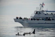 Seward Kenai Fjords National Park Cruise thumbnail 3