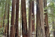 San Francisco Muir Woods and Sausalito Tour thumbnail 6