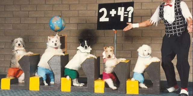 Las Vegas Comedy Pet Theater - Image 2