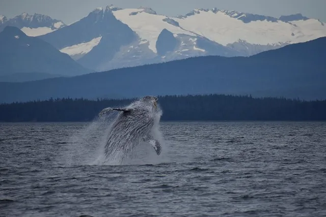 Juneau Land & Sea Tour - Image 3
