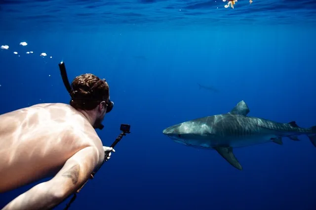 Hawaii Shark Dive - Image 6