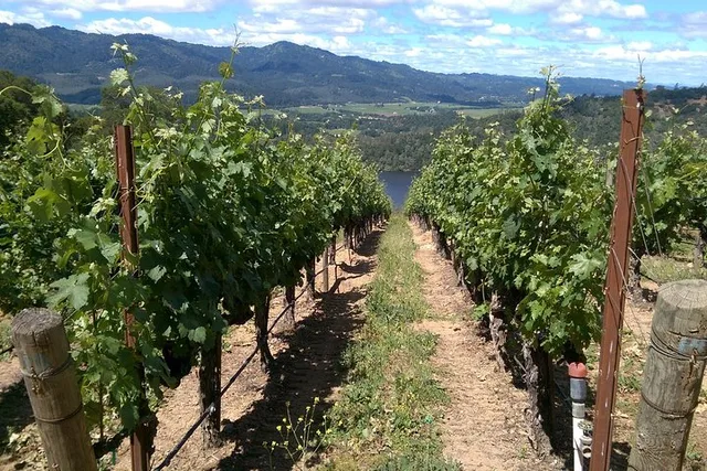 Napa Wine Country Private Tour 8 hr - Image 5