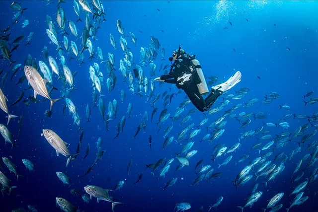 Waikiki Wreck and Reef Dive - Image 3