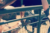 New York Central Park Zoo Tour with Hotel Pickup thumbnail 6