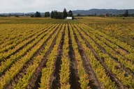 Napa Valley ATV Vineyard Tour and Wine Tasting thumbnail 3