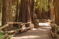 San Francisco Muir Woods and Sausalito Tour thumbnail 1