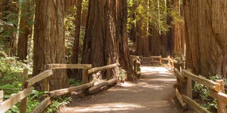 San Francisco Muir Woods and Sausalito Tour