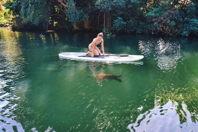 Haleiwa Stand Up Paddle Turtle Tour 90 Min - Image 2