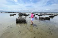 Plymouth Oyster Farm Experience thumbnail 1