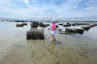 Plymouth Oyster Farm Experience