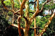 Maui Jungle Tour with Lahaina Pickup thumbnail 5