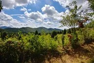 Cullowhee Horseback Ride through Flame Azalea and Fern Forest 75 min thumbnail 6