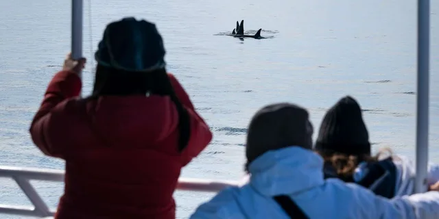 Seward Orca Quest Cruise in Resurrection Bay 4 hr - Image 2