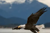 Hoonah Bear Island Shore Excursion thumbnail 3